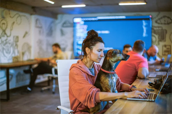 Entspannte Büroumgebung mit einer Person, die an einem Laptop arbeitet, begleitet von einem Hund – fördert eine freundliche und kreative Atmosphäre.