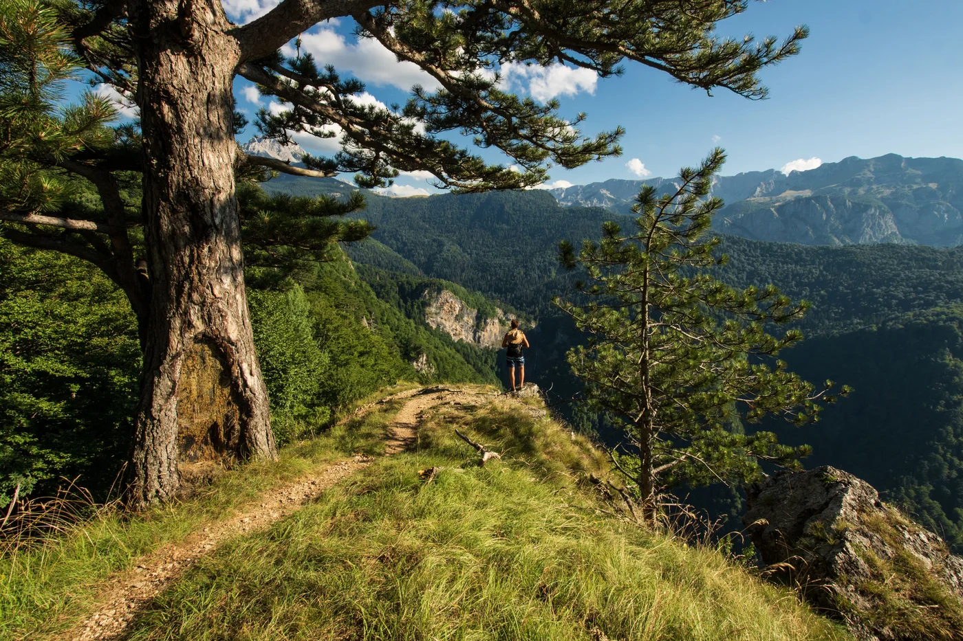 Perucica Forest