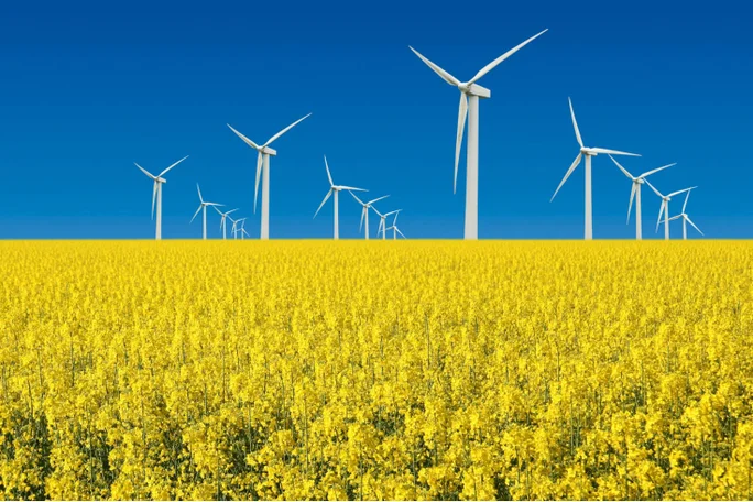 field with windmills