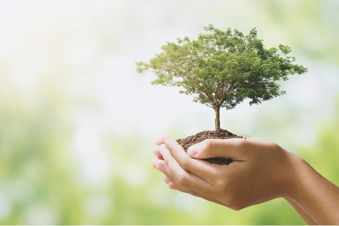 Person holding tree in their palms