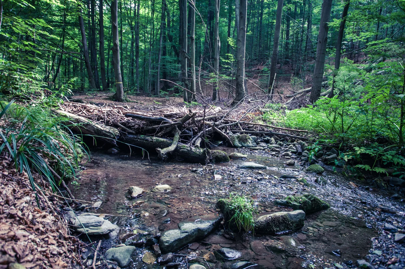 small dam on the stream created by the beaver in rainforest Vinatovaca in Serbia, East Europe
