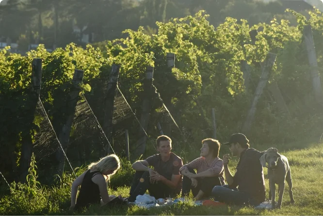 A group enjoying a peaceful picnic amidst the lush greenery of a vineyard during sunset.