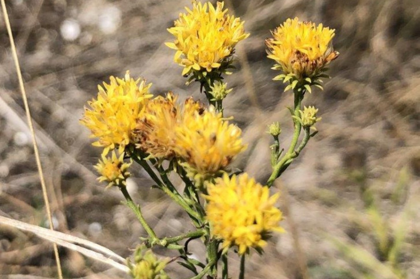 Biosphere Park: flower