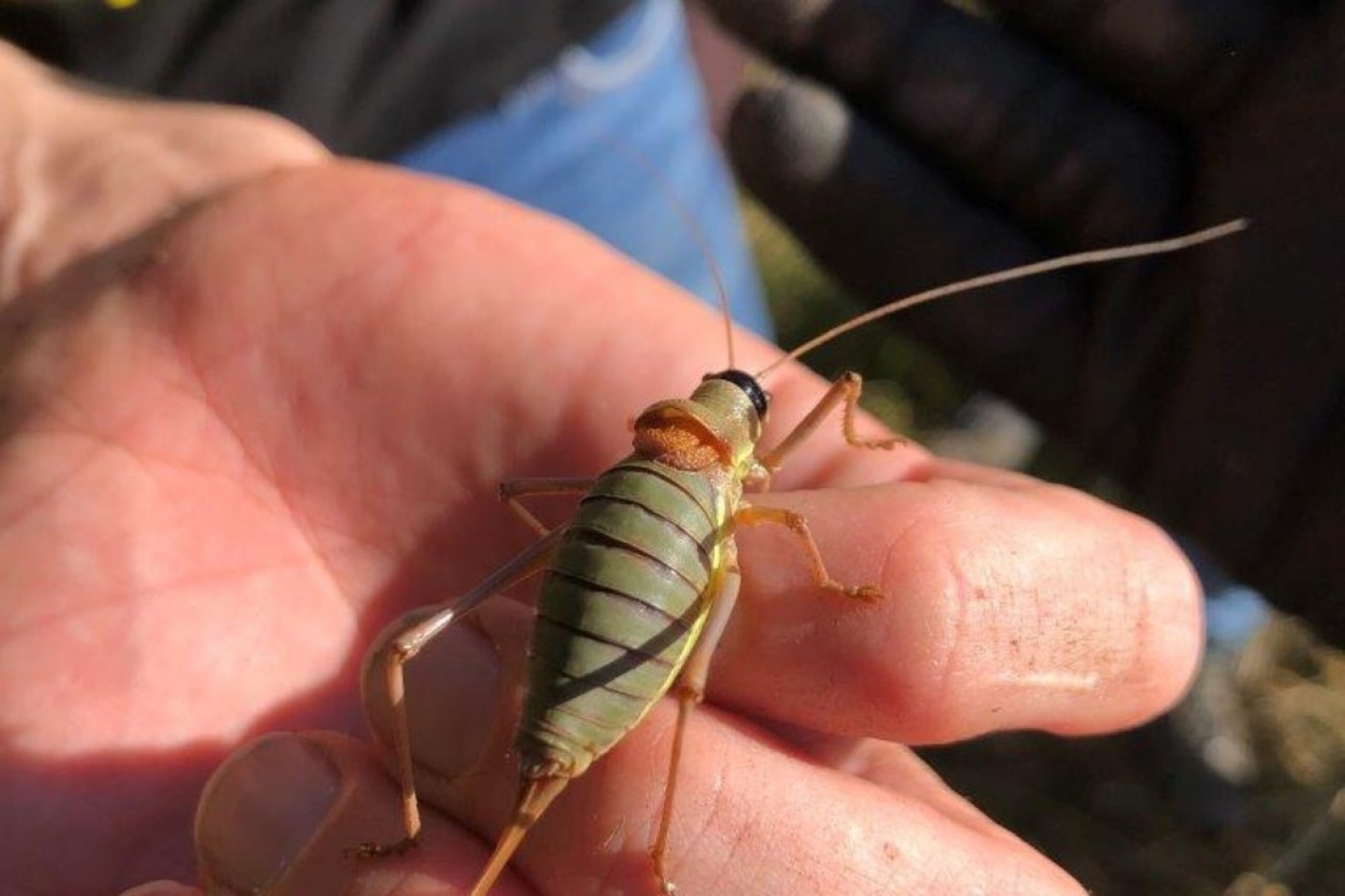Biosphere Park: insect
